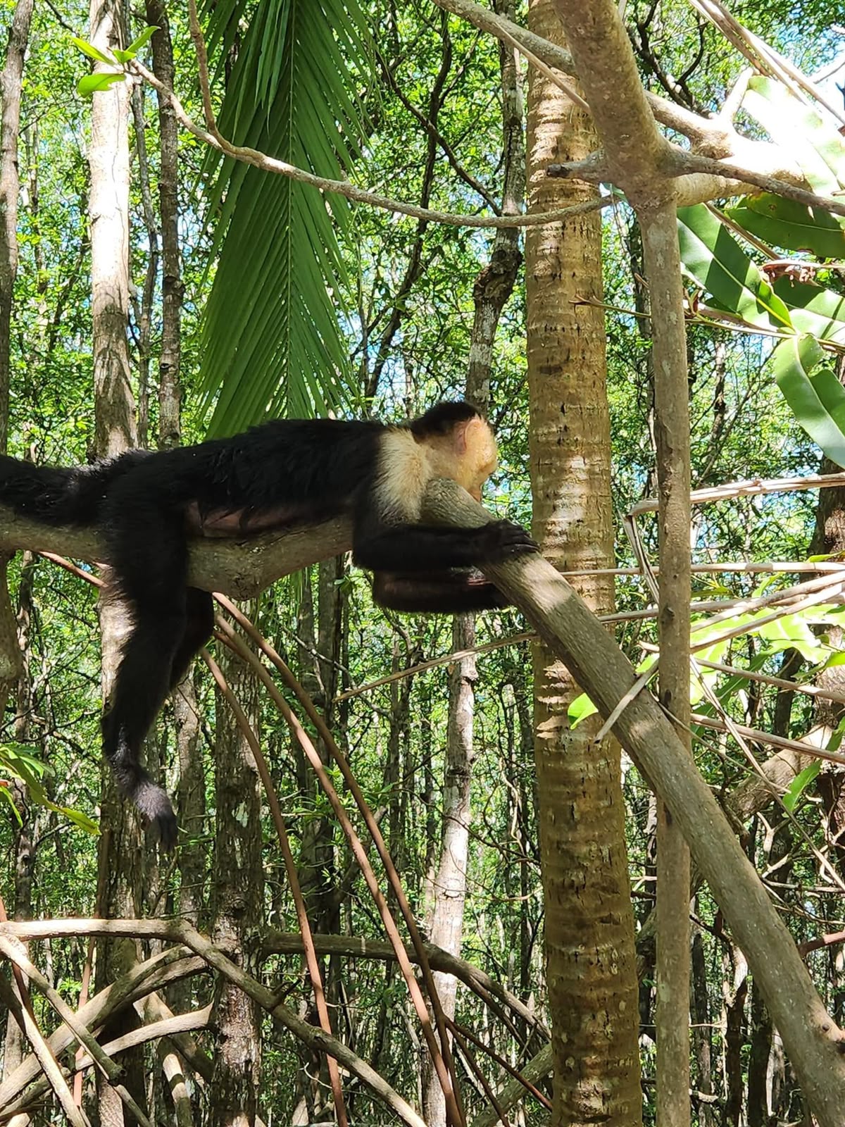 Mangrove Fishing in Costa Rica 2