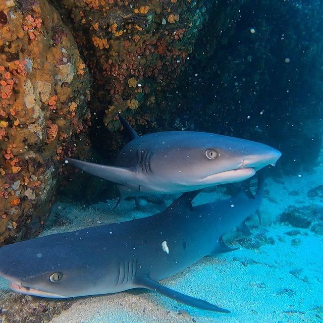 Snorkeling in Costa Rica 3